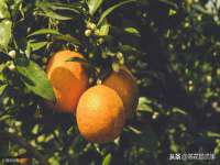 苏州无与伦商贸有限公司